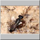 Miscophus ater - Grabwespe 02 7mm mit Neottiura bimaculata - Kugelspinne.jpg